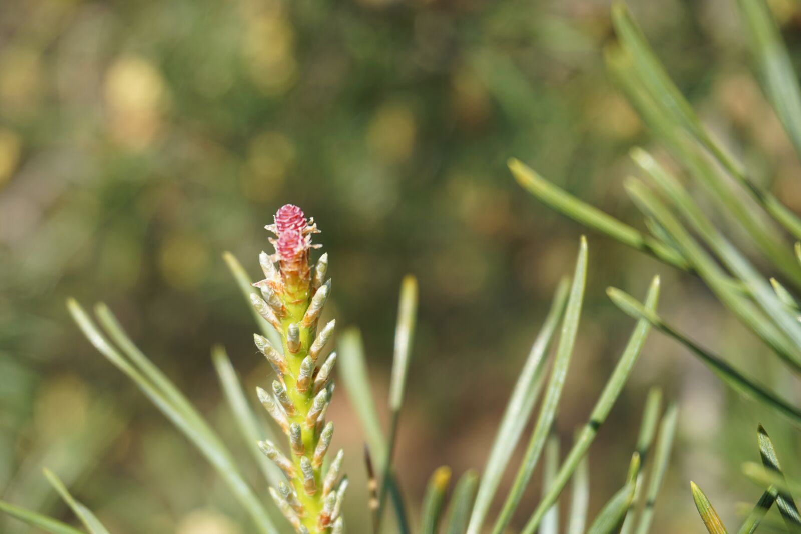 Sony a6000 sample photo. Pinus sylvestris, scots pine photography
