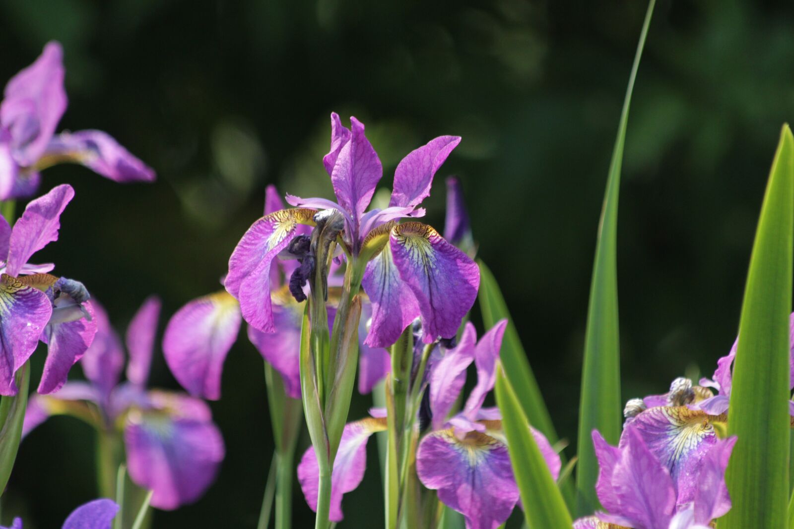 Canon EOS 650D (EOS Rebel T4i / EOS Kiss X6i) sample photo. Irises, flowers, summer flowers photography