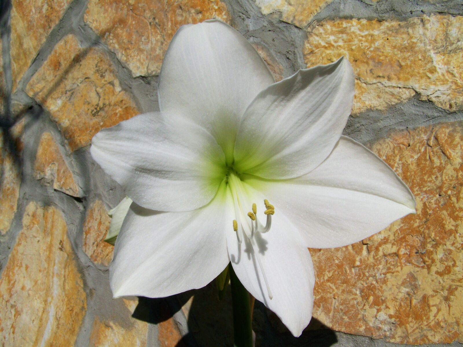 Kodak EASYSHARE ZD710 ZOOM DIGITAL CAMERA sample photo. Amaryllis, white flower, bulbous photography