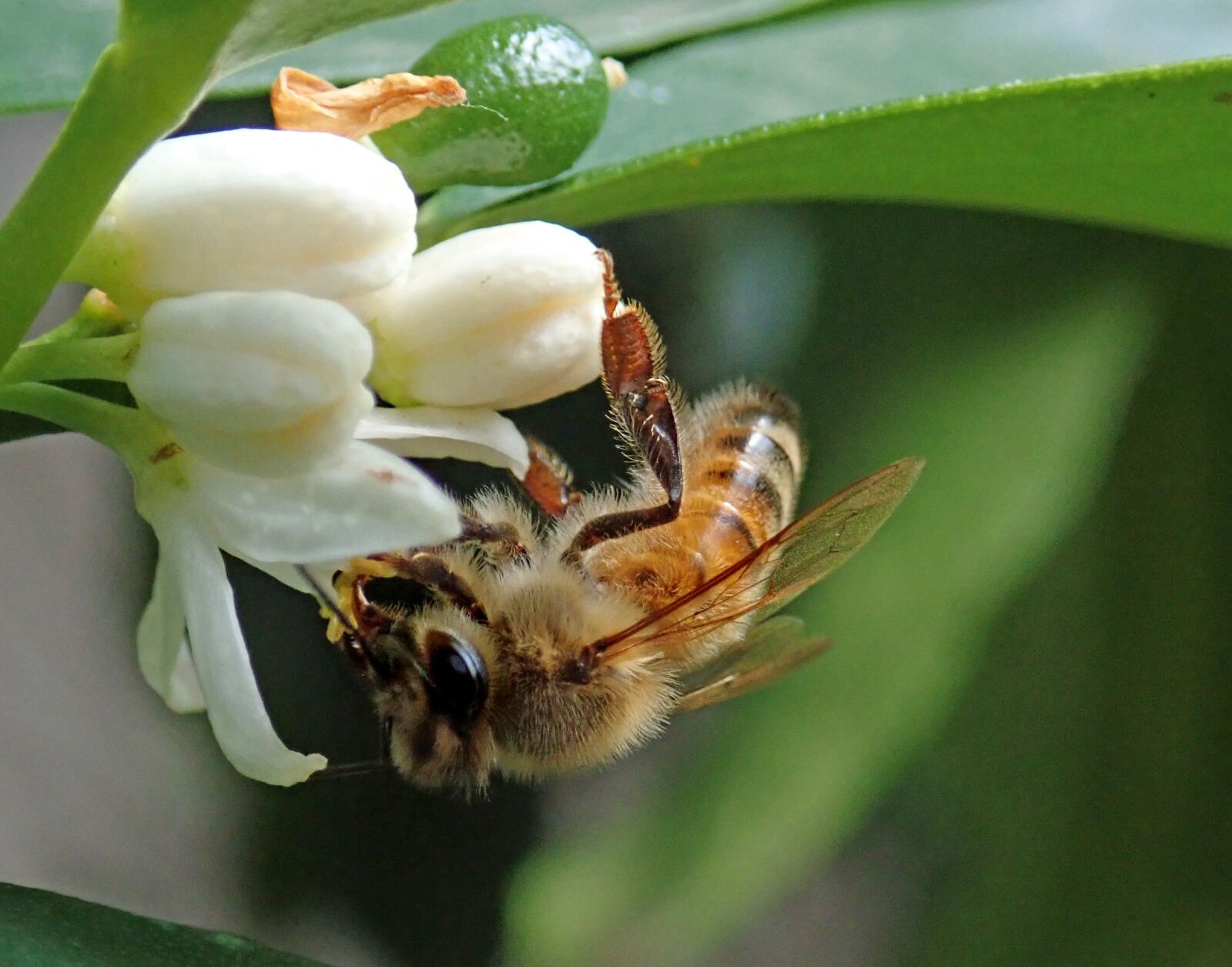 Olympus TG-5 sample photo. Bee, insect, citrus photography
