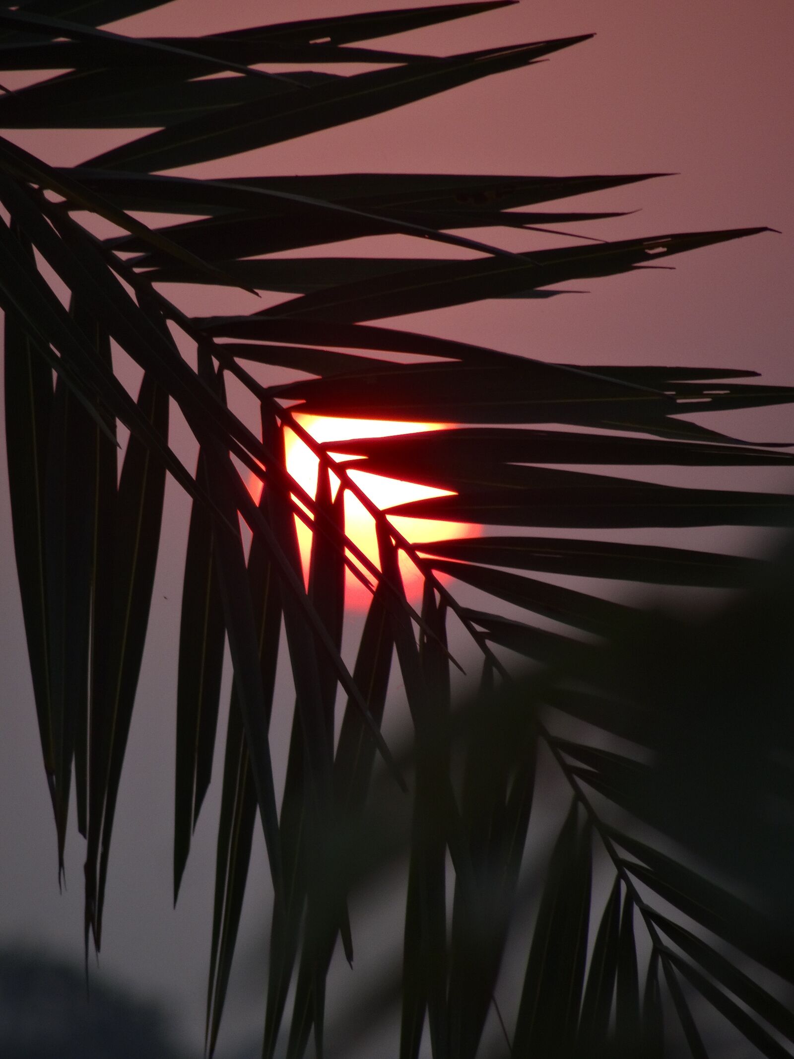Sony Cyber-shot DSC-HX50V sample photo. Nature, sunset, leaf photography