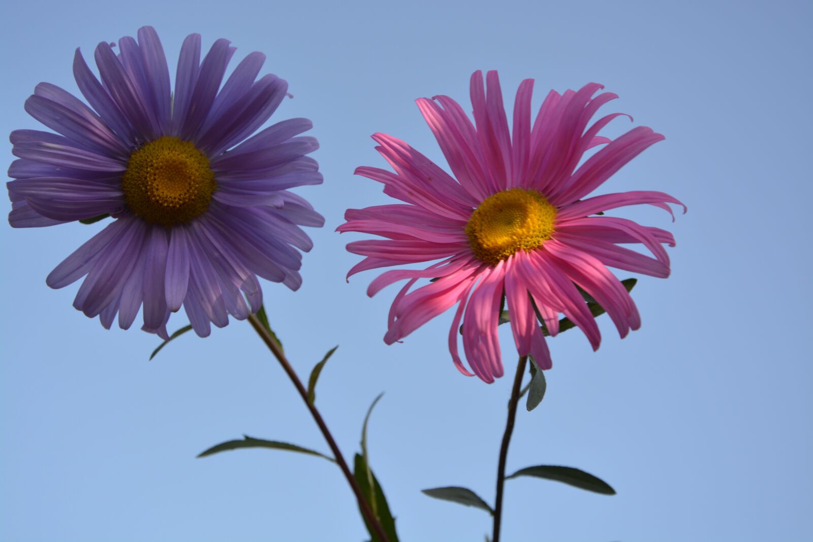 Nikon D5200 sample photo. Flower, nature, garden photography