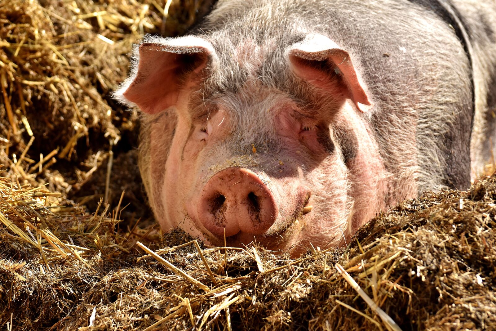 Nikon D7200 sample photo. Pig, lying, sun photography