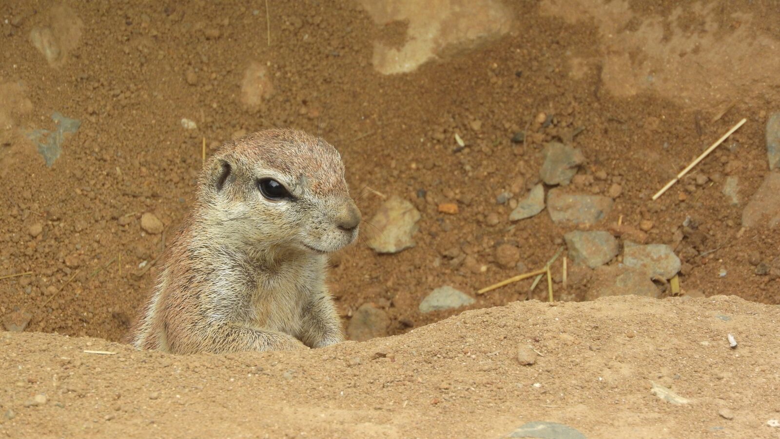 Nikon Coolpix P610 sample photo. Ground squirrel, the african photography