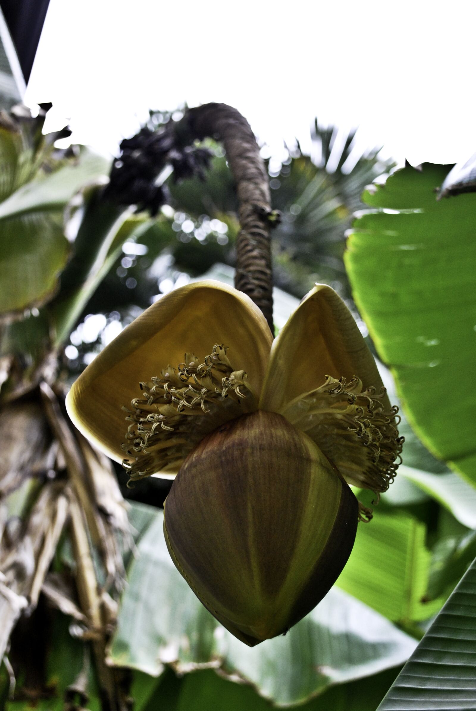 Nikon D60 sample photo. Banana, flower, plant photography