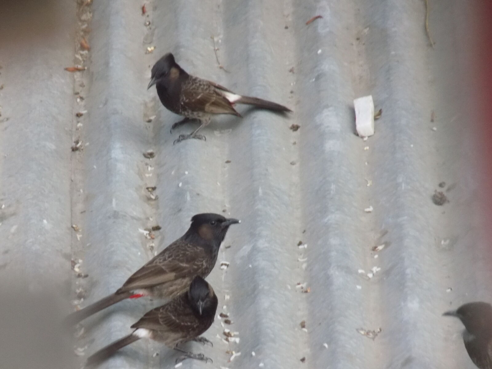 Nikon COOLPIX L330 sample photo. Birds photography