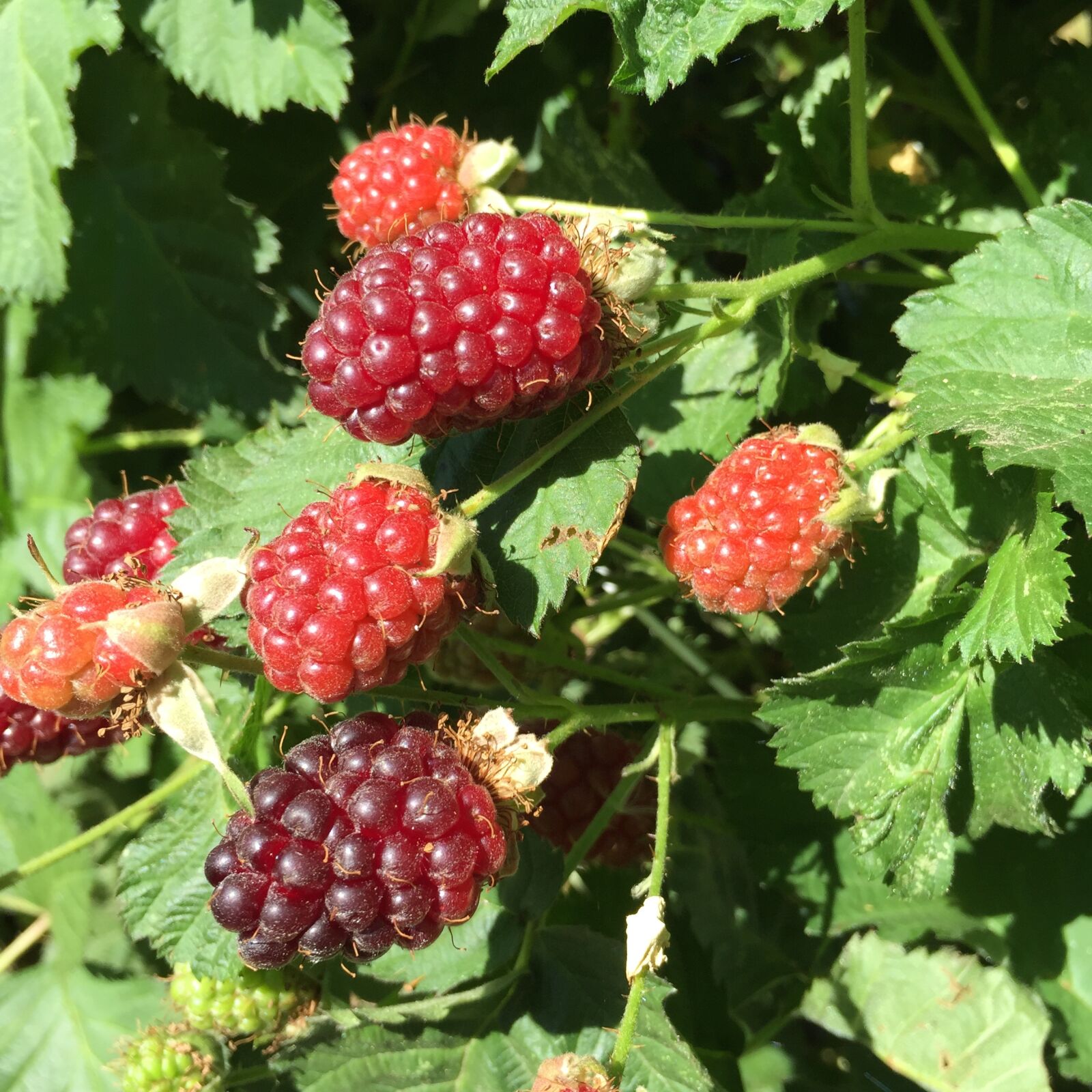 Apple iPhone 6 sample photo. Berry, blackberry, harvest photography