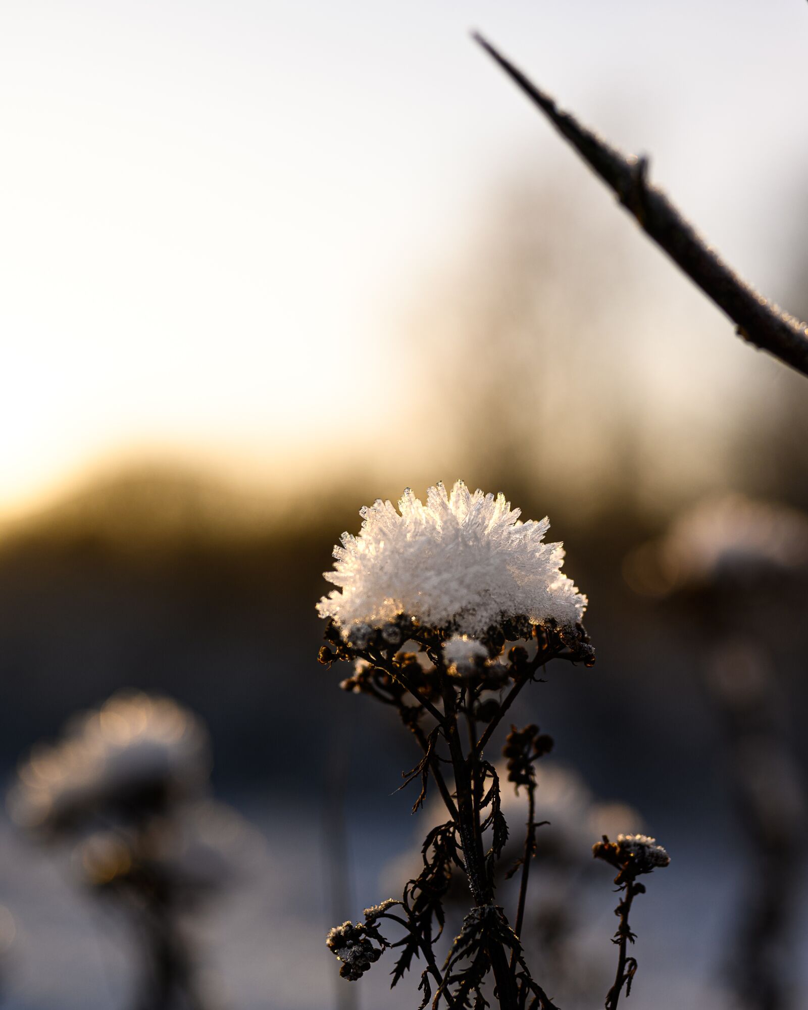 Nikon Nikkor Z 50mm F1.8 S sample photo. Flower, frost, icy photography