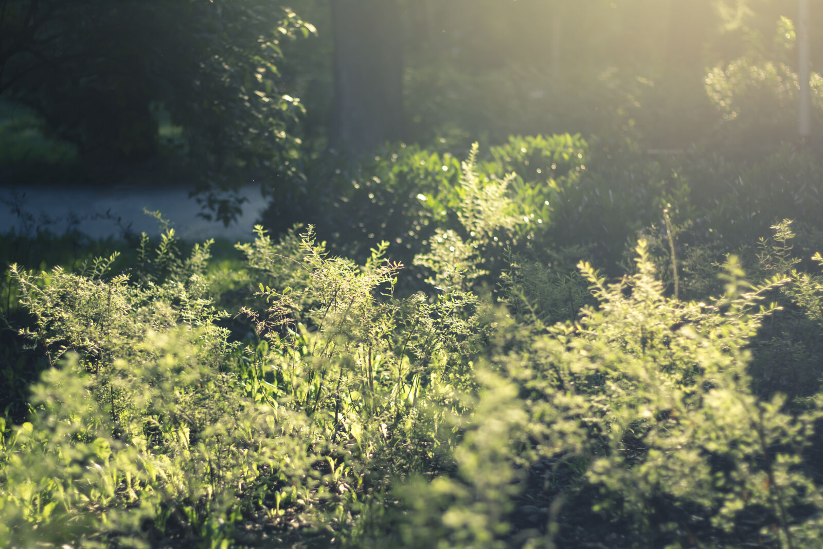 Canon EOS 60D + Canon EF 50mm F1.8 STM sample photo