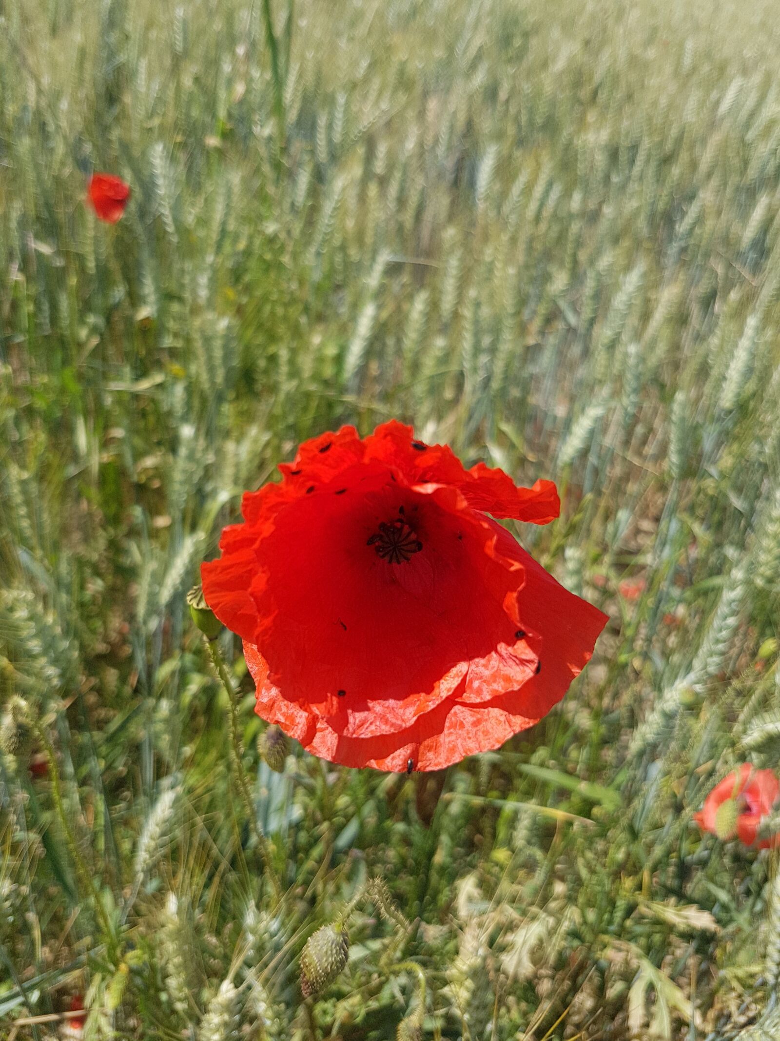 Samsung Galaxy S7 sample photo. Poppies, fields, summer photography