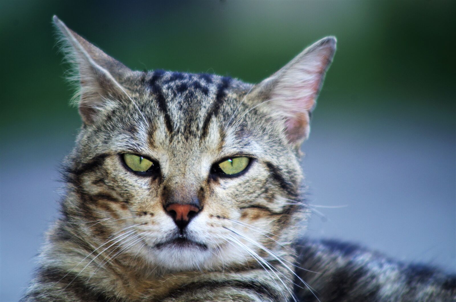 Pentax K-50 sample photo. Cat, cat european, calico photography