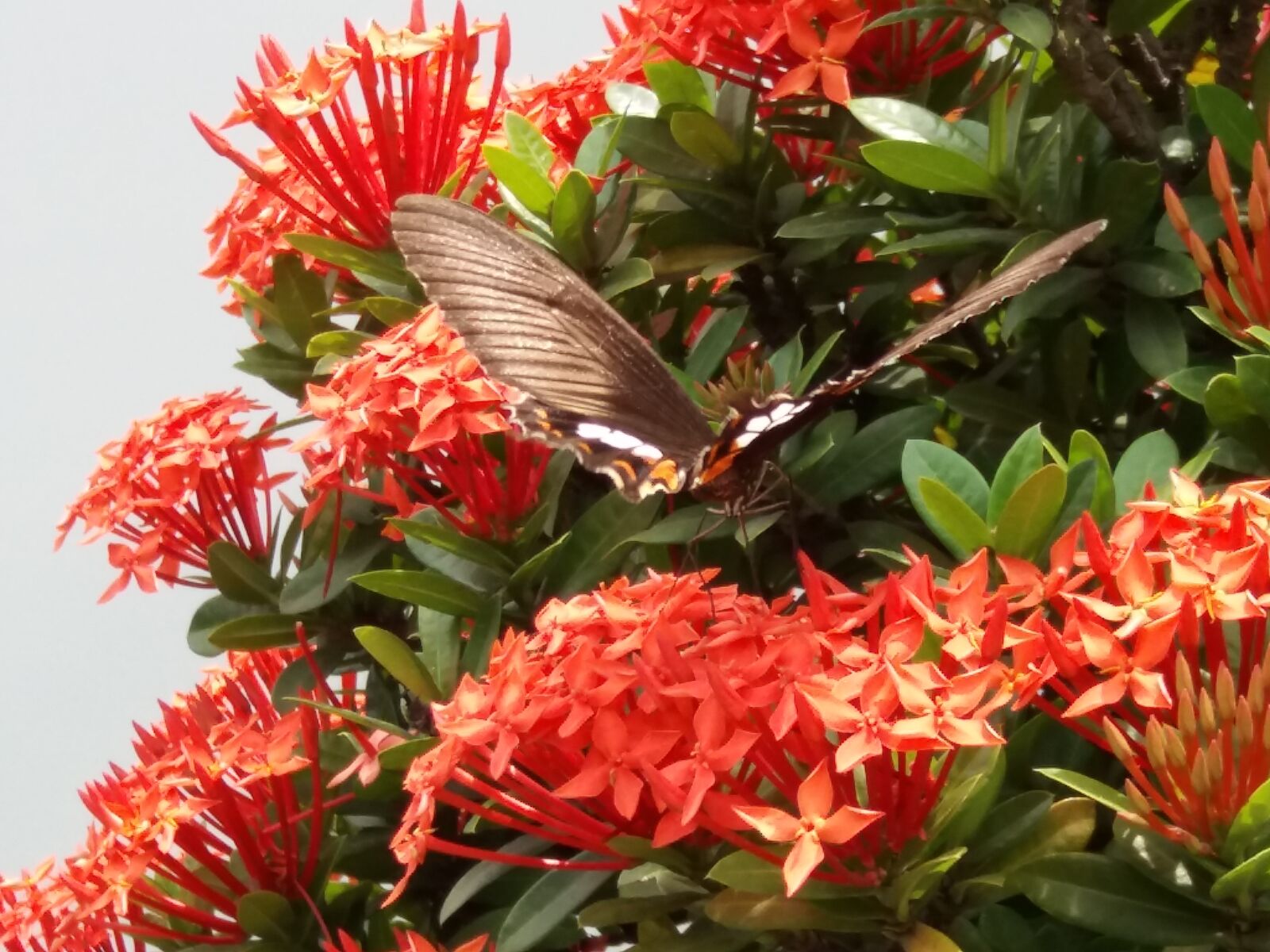 Samsung Galaxy J5 sample photo. Butterfly, on, a, flower photography