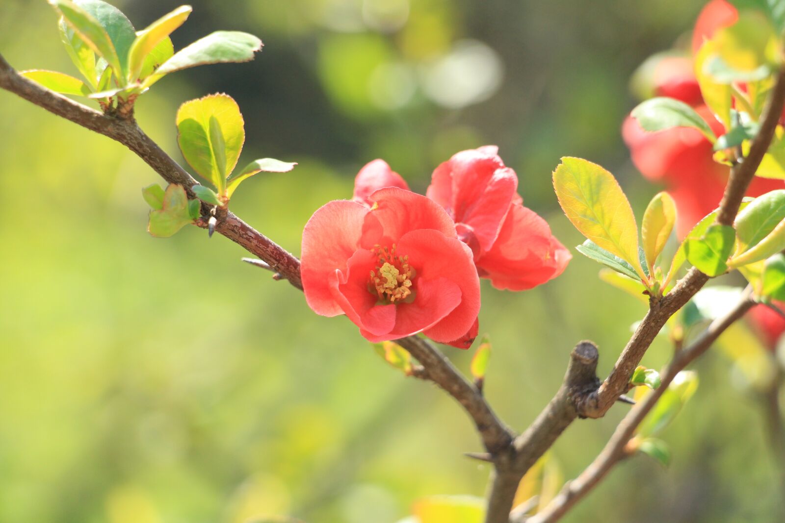 Canon EOS 700D (EOS Rebel T5i / EOS Kiss X7i) sample photo. Flower, summer, bloom photography