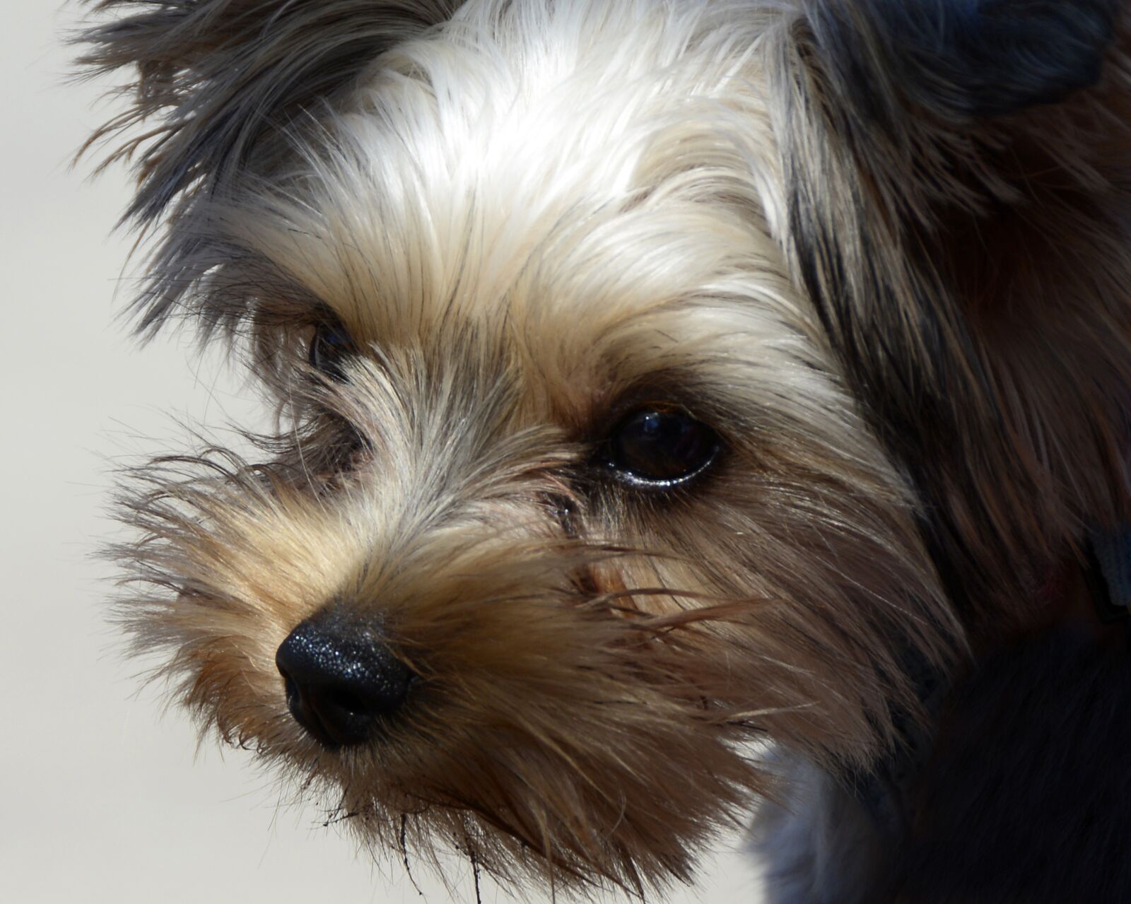 Nikon D7100 sample photo. Dog, animal, yorkipoo photography