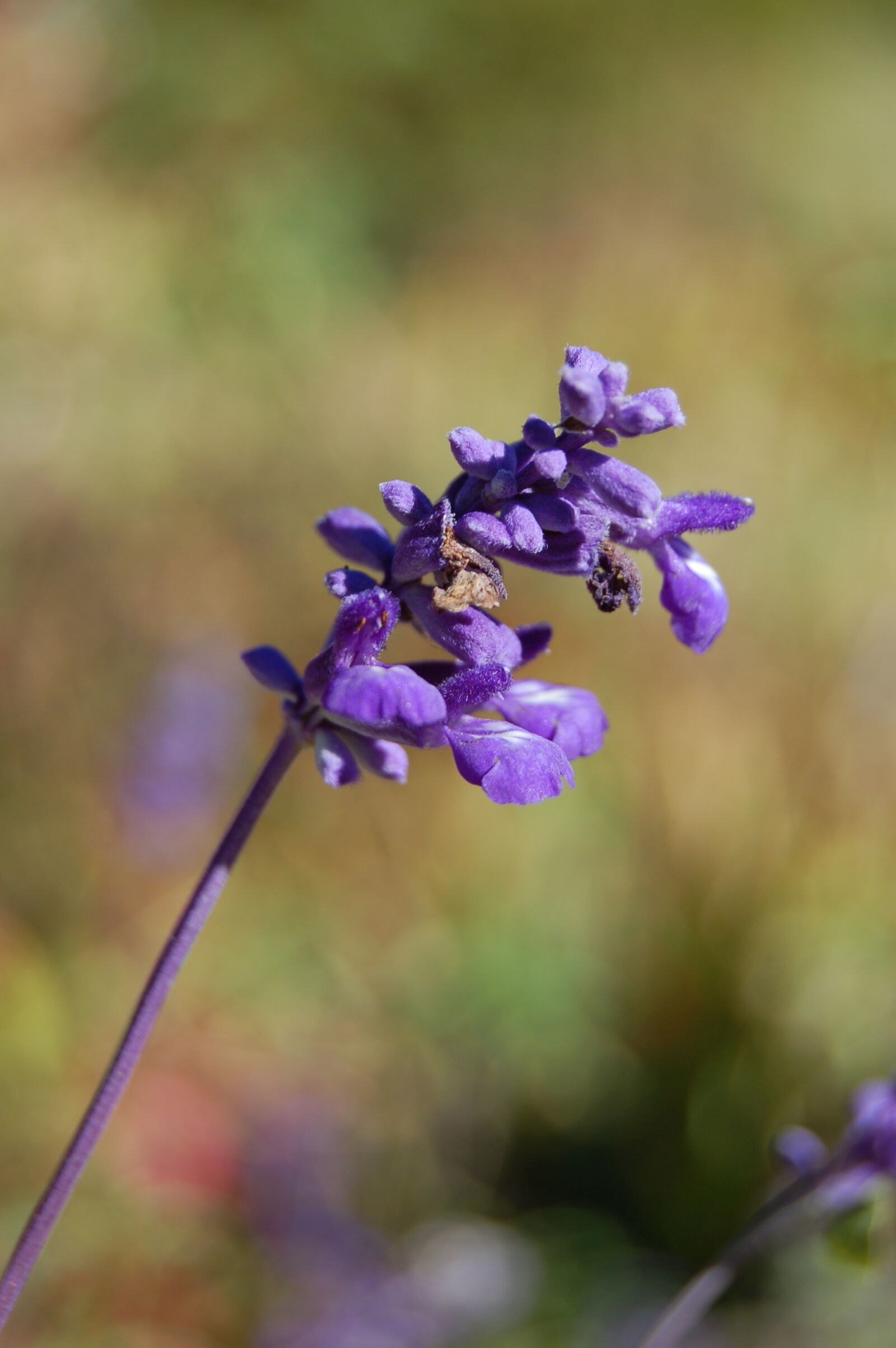 Nikon D50 + AF-S DX Zoom-Nikkor 18-55mm f/3.5-5.6G ED sample photo. Purple, purple, flowers photography