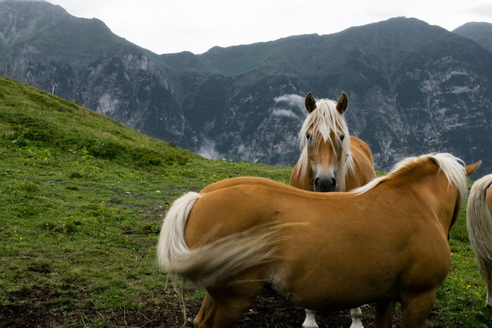 Nikon D5300 sample photo. Haflinger, horse, draft horse photography