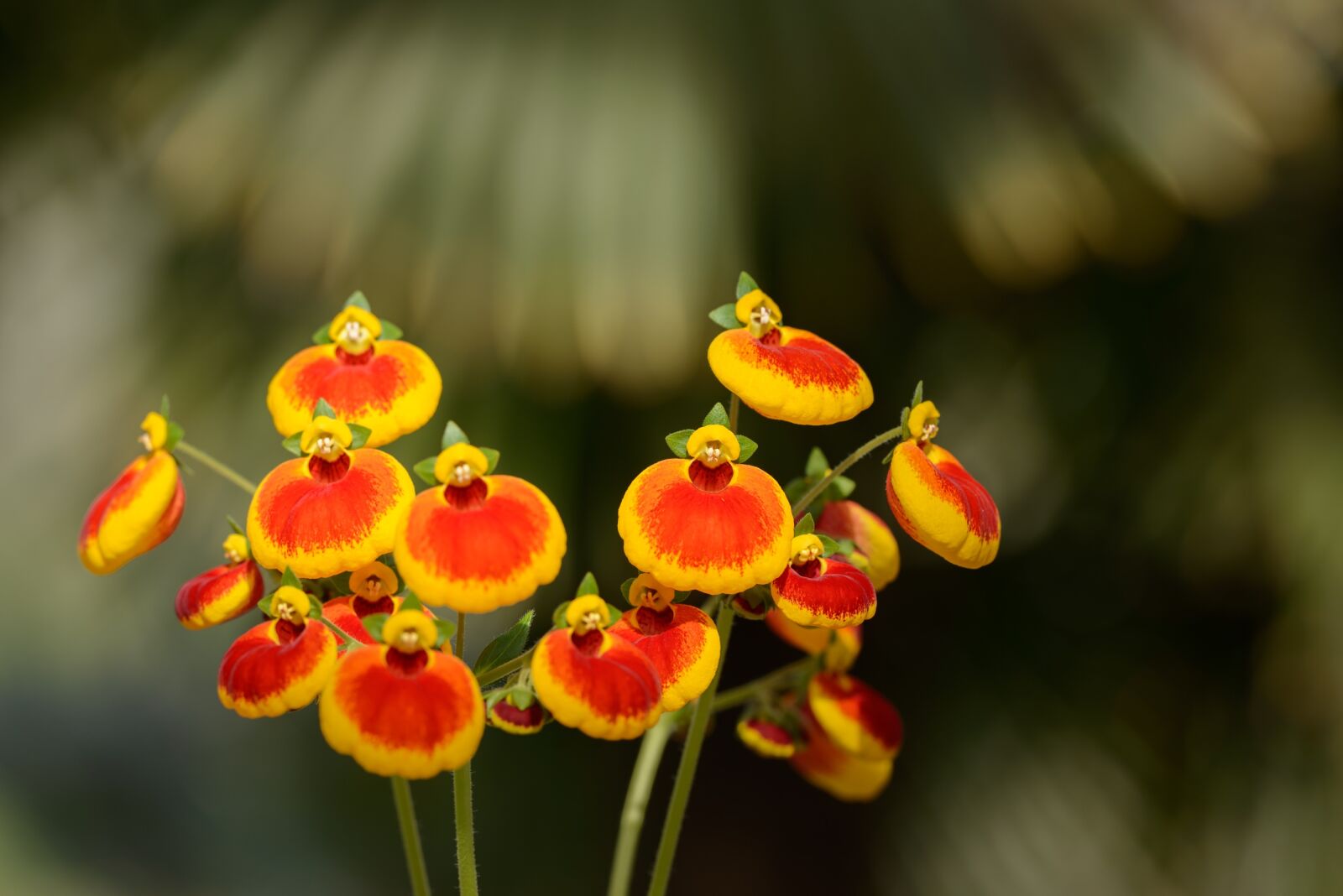 Nikon D800 sample photo. Flowers, red, yellow photography