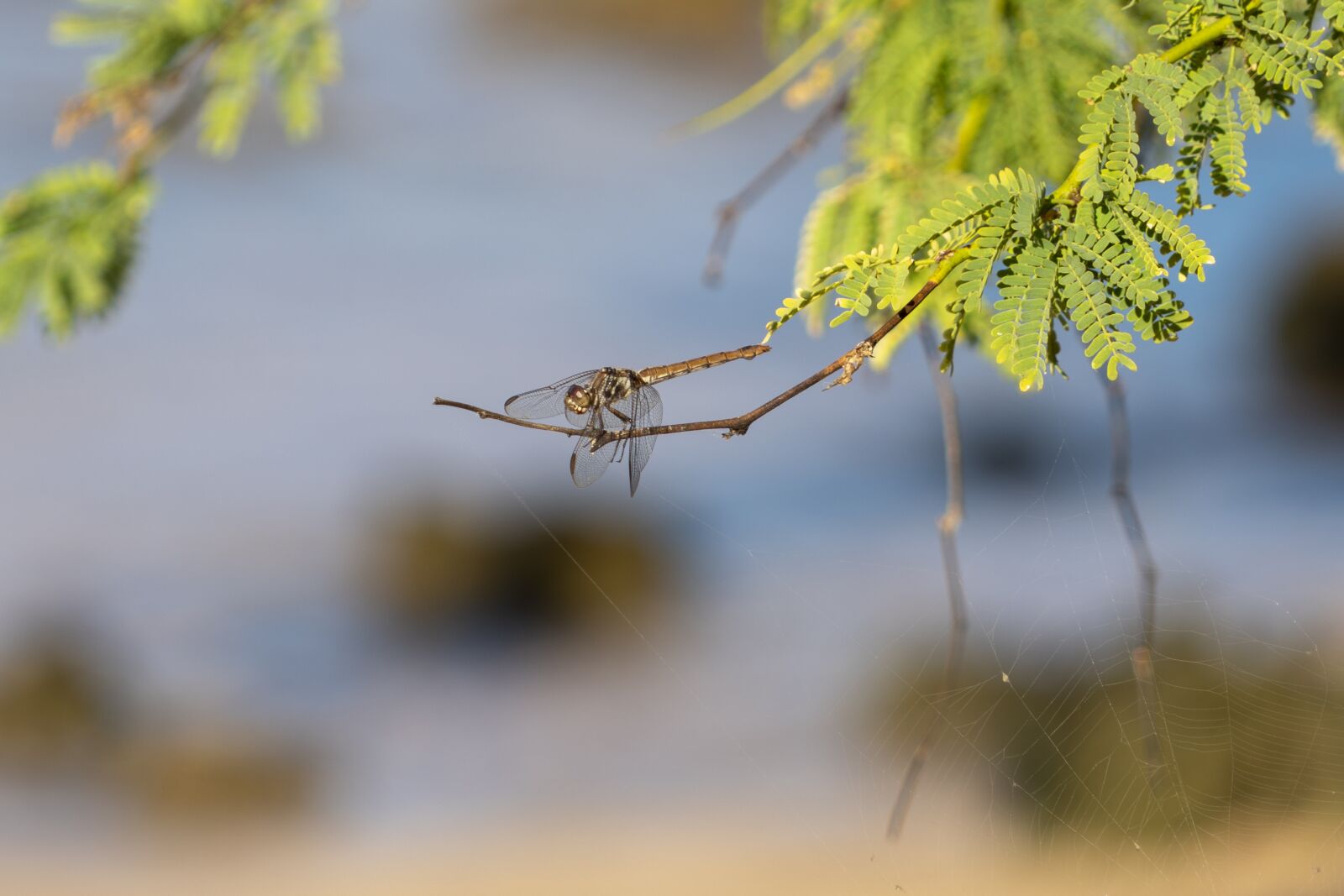 Sony a7R III + Sony FE 24-240mm F3.5-6.3 OSS sample photo. Insect, dragonfly, nature photography