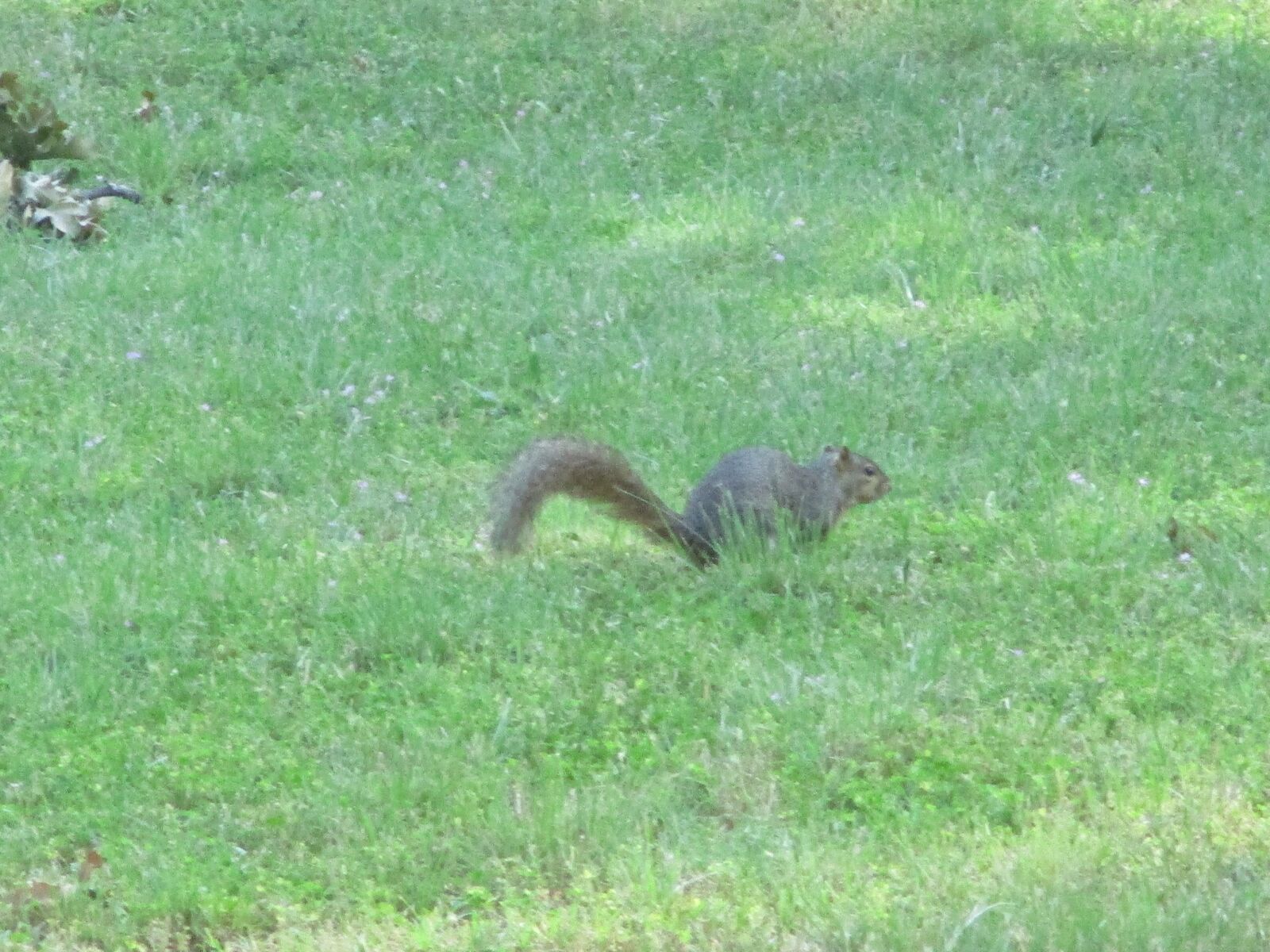 Canon PowerShot ELPH 180 (IXUS 175 / IXY 180) sample photo. Squirrel, cautious, still photography