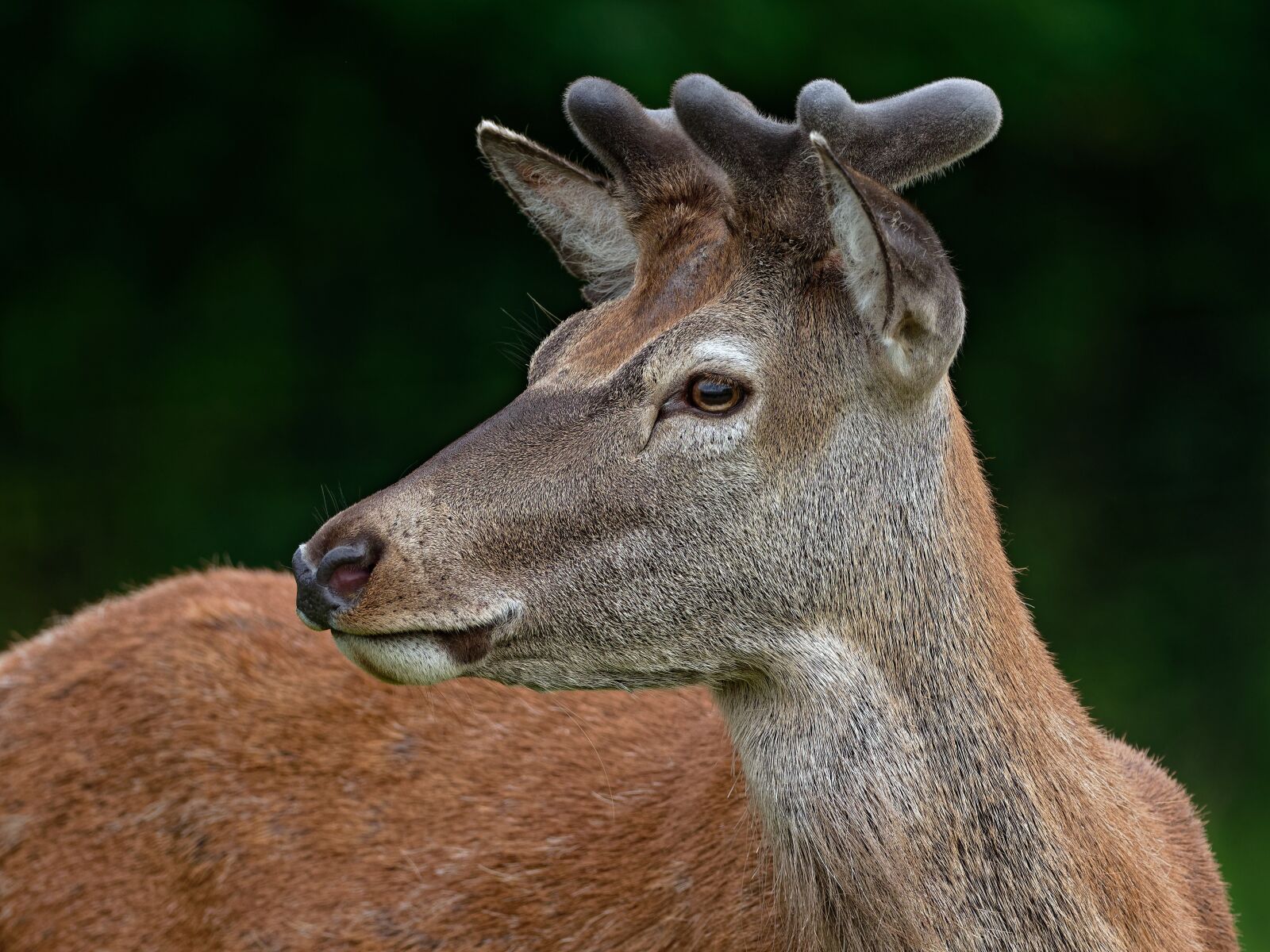 OLYMPUS M.300mm F4.0 sample photo. Red, deer, stag photography