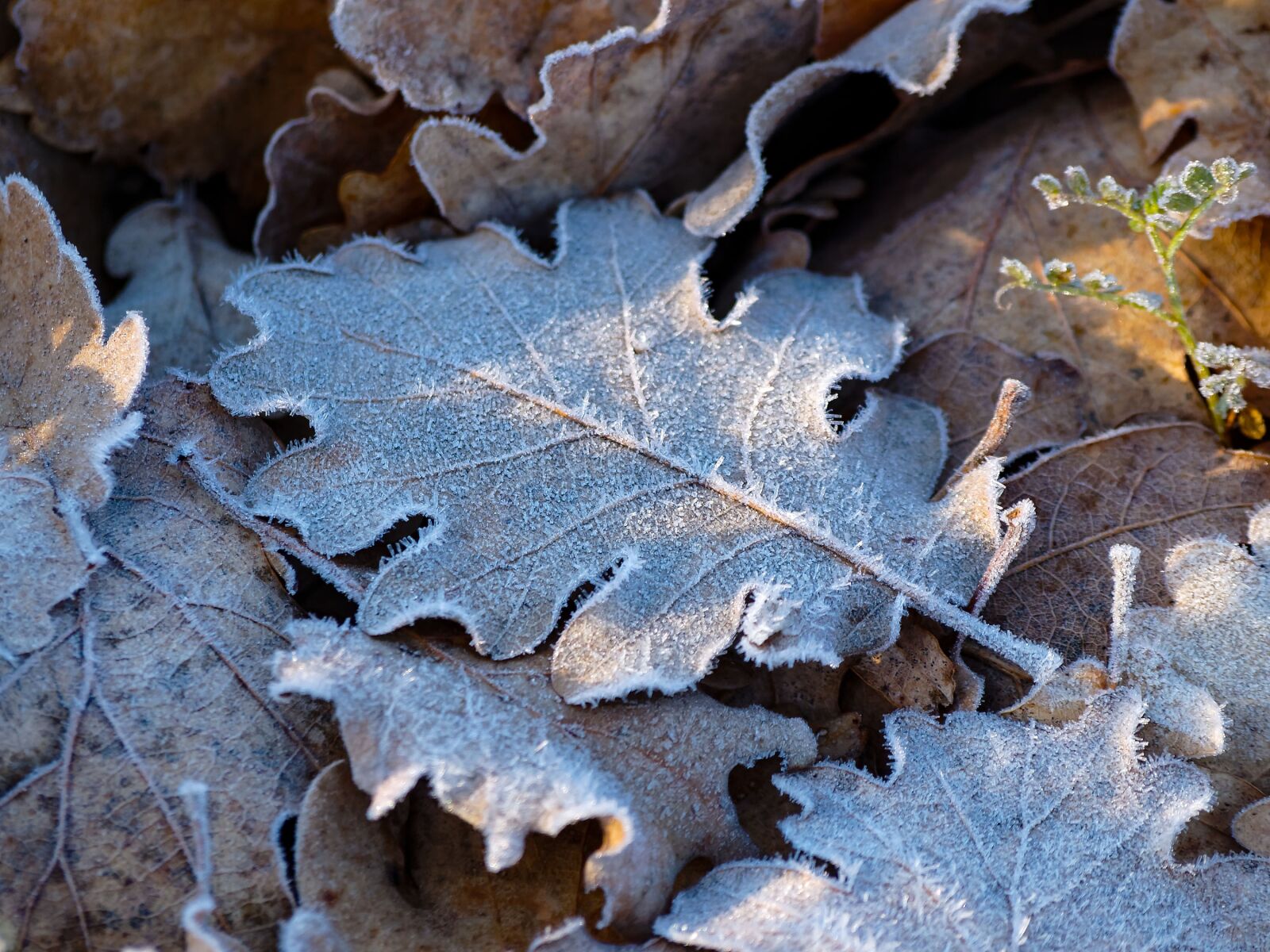 Olympus E-420 (EVOLT E-420) sample photo. Leaves, frost, ice crystals photography
