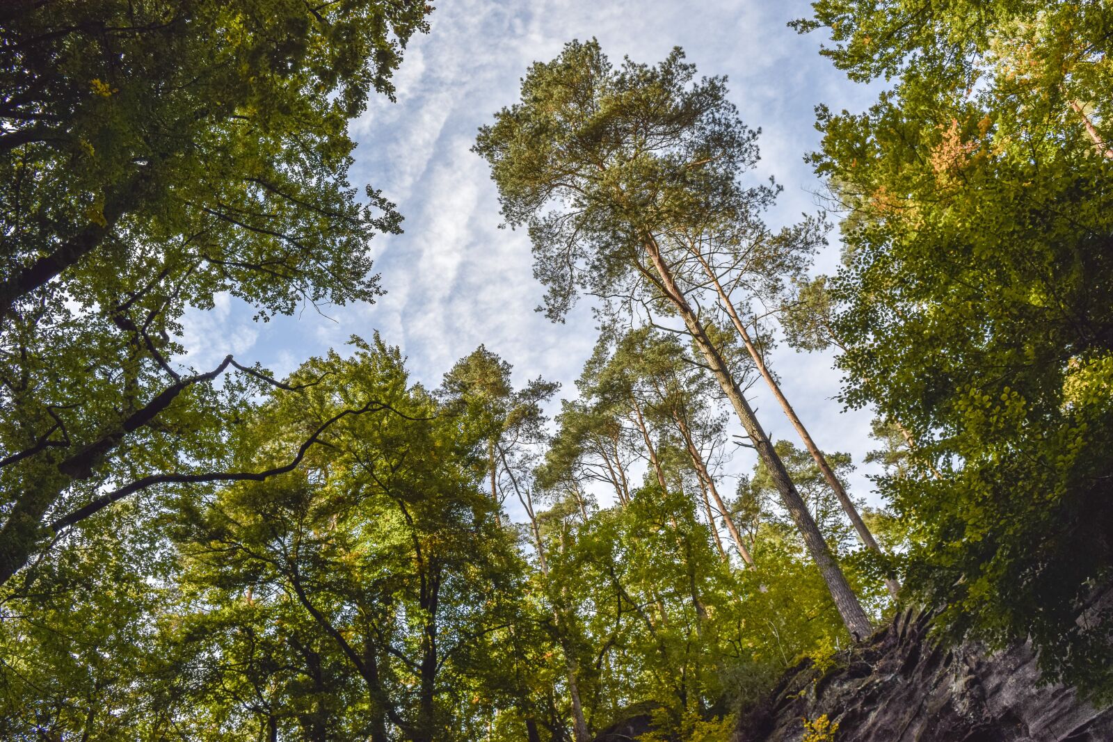 Nikon D3300 sample photo. Forest, nature, landscape photography