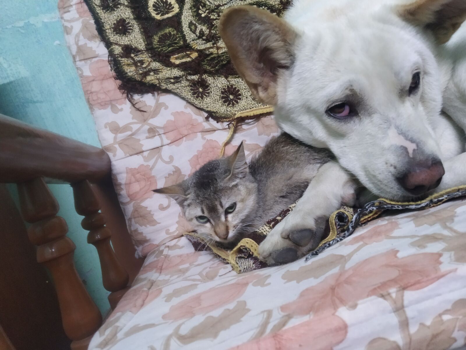 Xiaomi Redmi Note 7 sample photo. Puppy, cat, sleeping photography