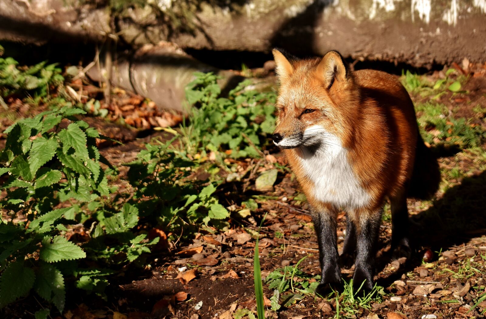 Nikon D7200 sample photo. Fuchs, animal world, wild photography