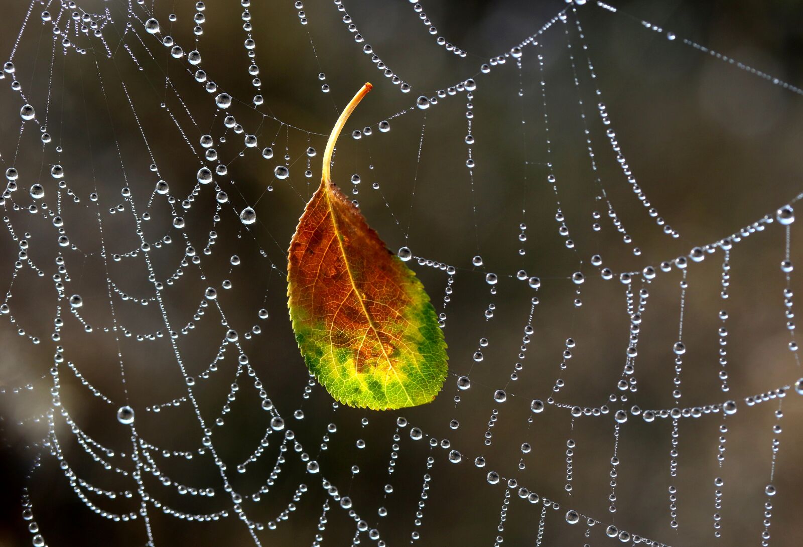 Canon EF-S 60mm F2.8 Macro USM sample photo. Spider web, drops, dew photography