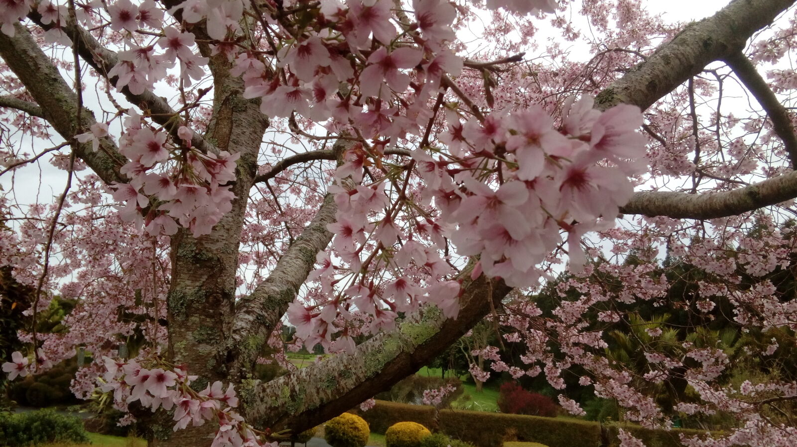 HUAWEI Y6 Elite sample photo. Beautiful, flowers, cherry, blossom photography