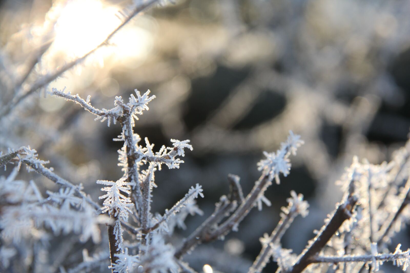 Canon EOS 550D (EOS Rebel T2i / EOS Kiss X4) sample photo. Frost, christmas, winter photography