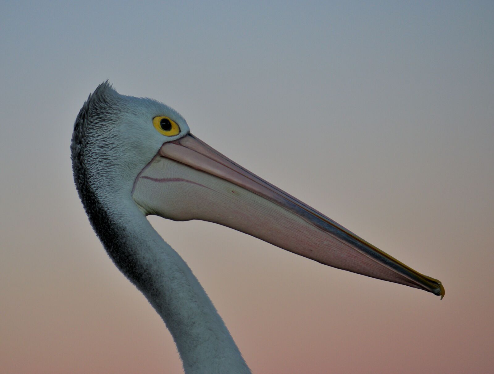 Nikon D3300 sample photo. Pelican, beak, bird photography