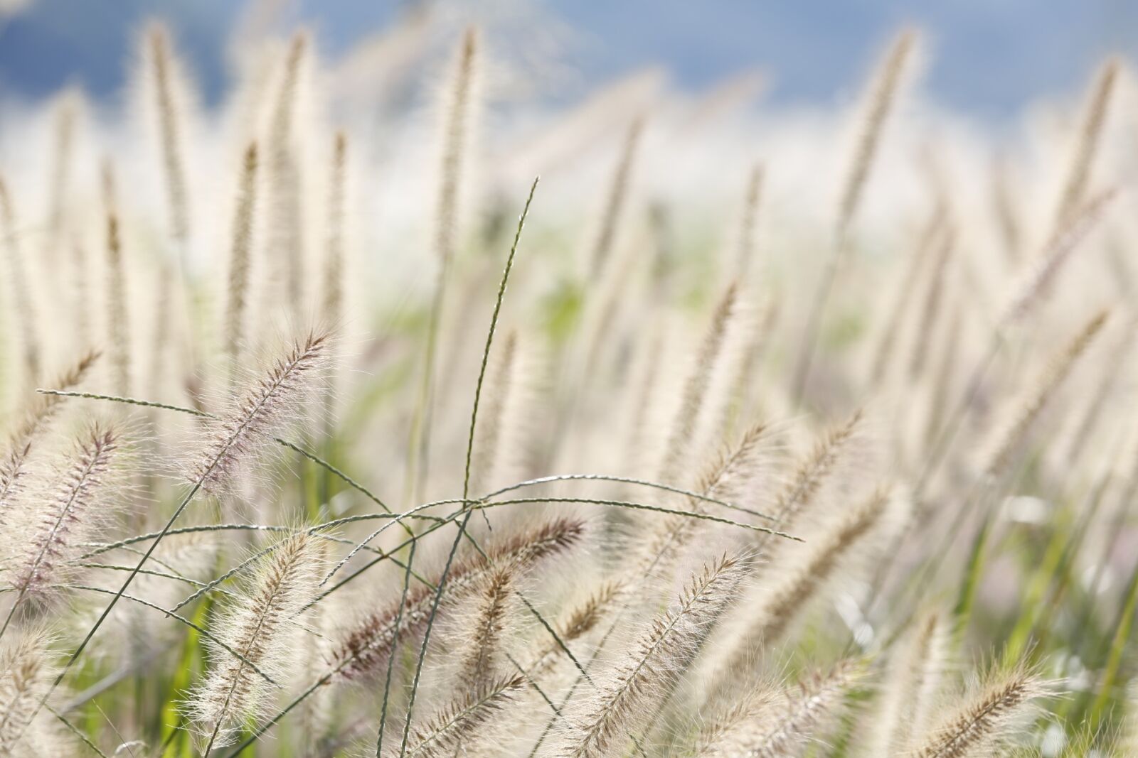 Canon EOS 5D Mark III sample photo. Reeds forest, reed, autumn photography
