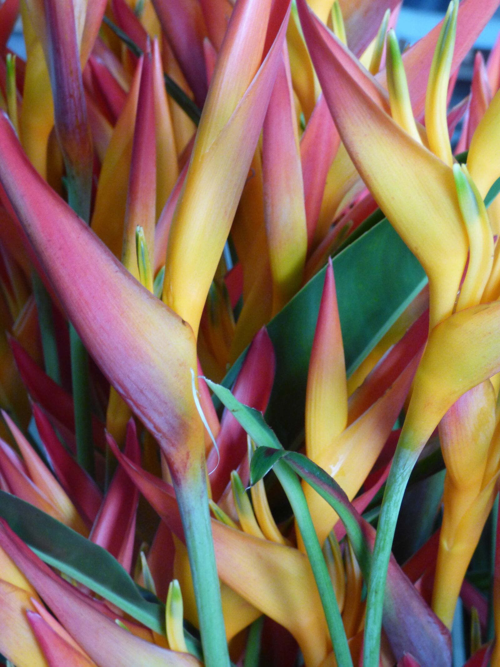 Panasonic Lumix DMC-FZ70 sample photo. Bird of paradise, flowers photography