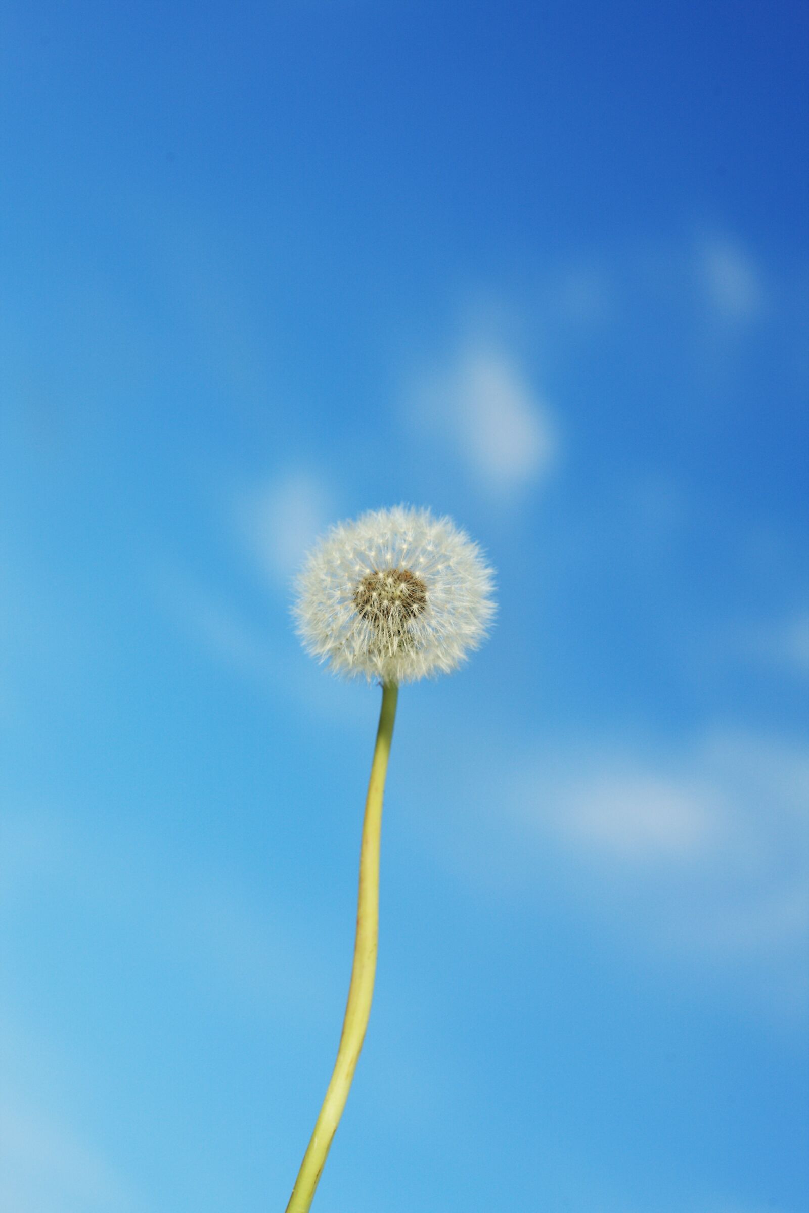 Canon EOS-1Ds Mark III sample photo. Dandelion, flower, plant photography