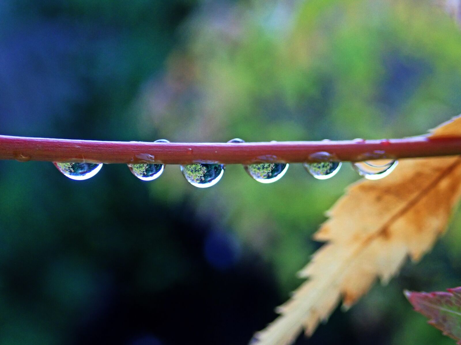Olympus TG-5 sample photo. Raindrops, branch, maple photography