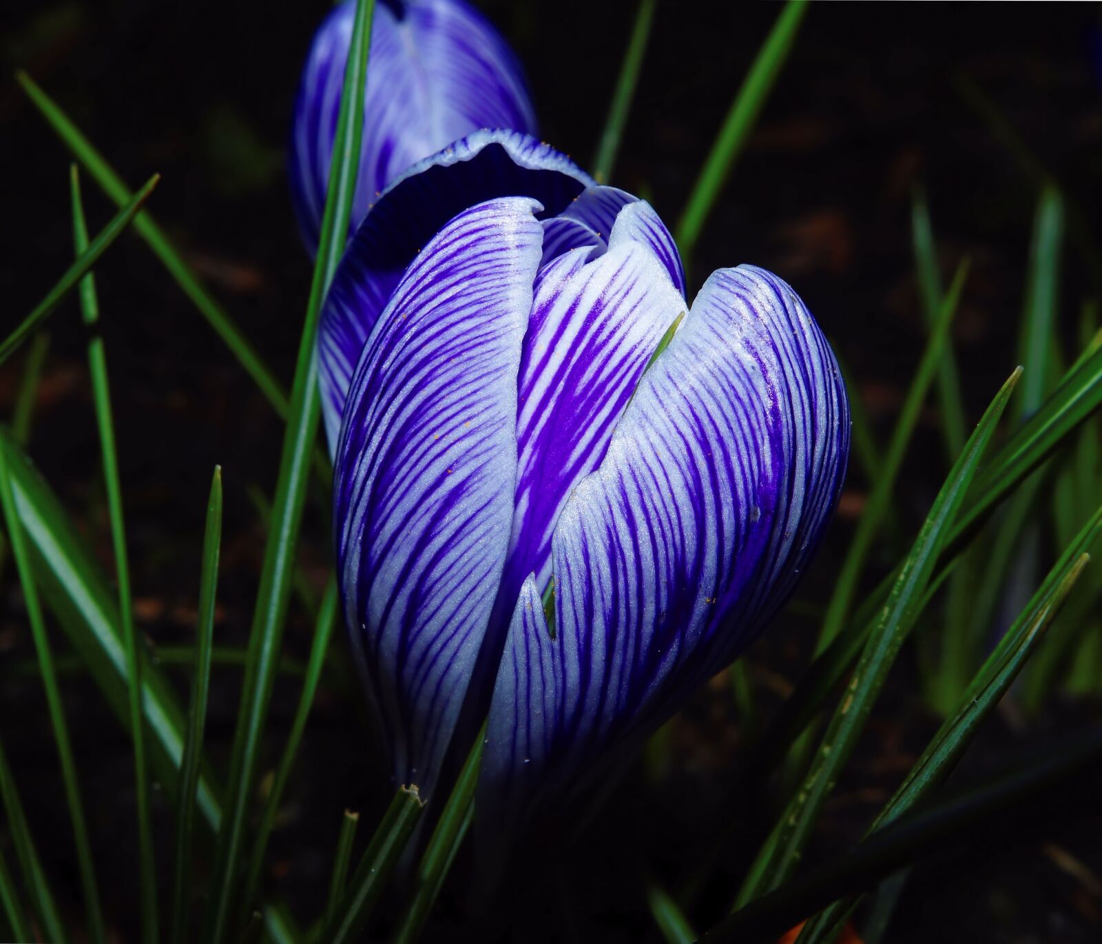 Sony SLT-A58 + Sony DT 30mm F2.8 Macro SAM sample photo. Crocus, close up, blue photography