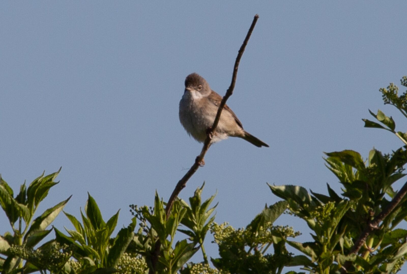 150-600mm F5-6.3 DG OS HSM | Contemporary 015 sample photo. Common whitethroat, sylvia communis photography