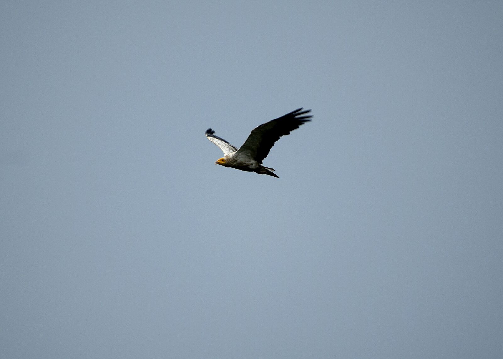 Nikon D3300 sample photo. Bird, flying, sky photography