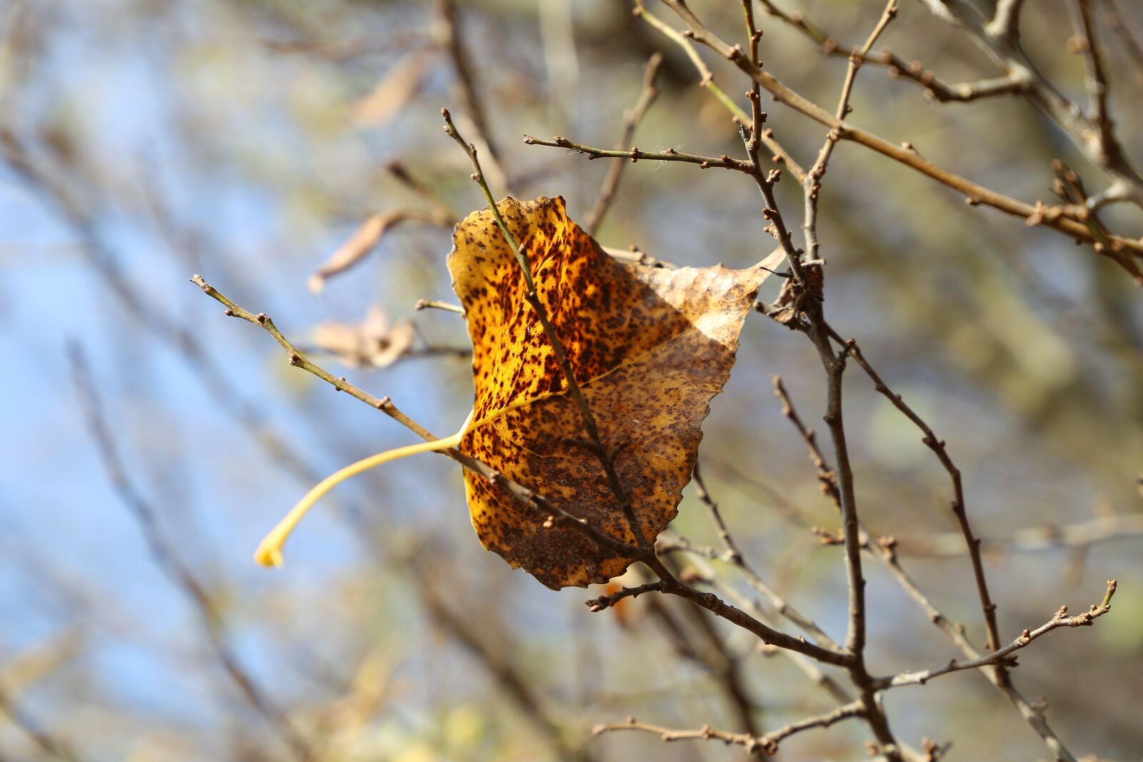 Canon EF 24-105mm F3.5-5.6 IS STM sample photo. Brown leaf, season, autumn photography