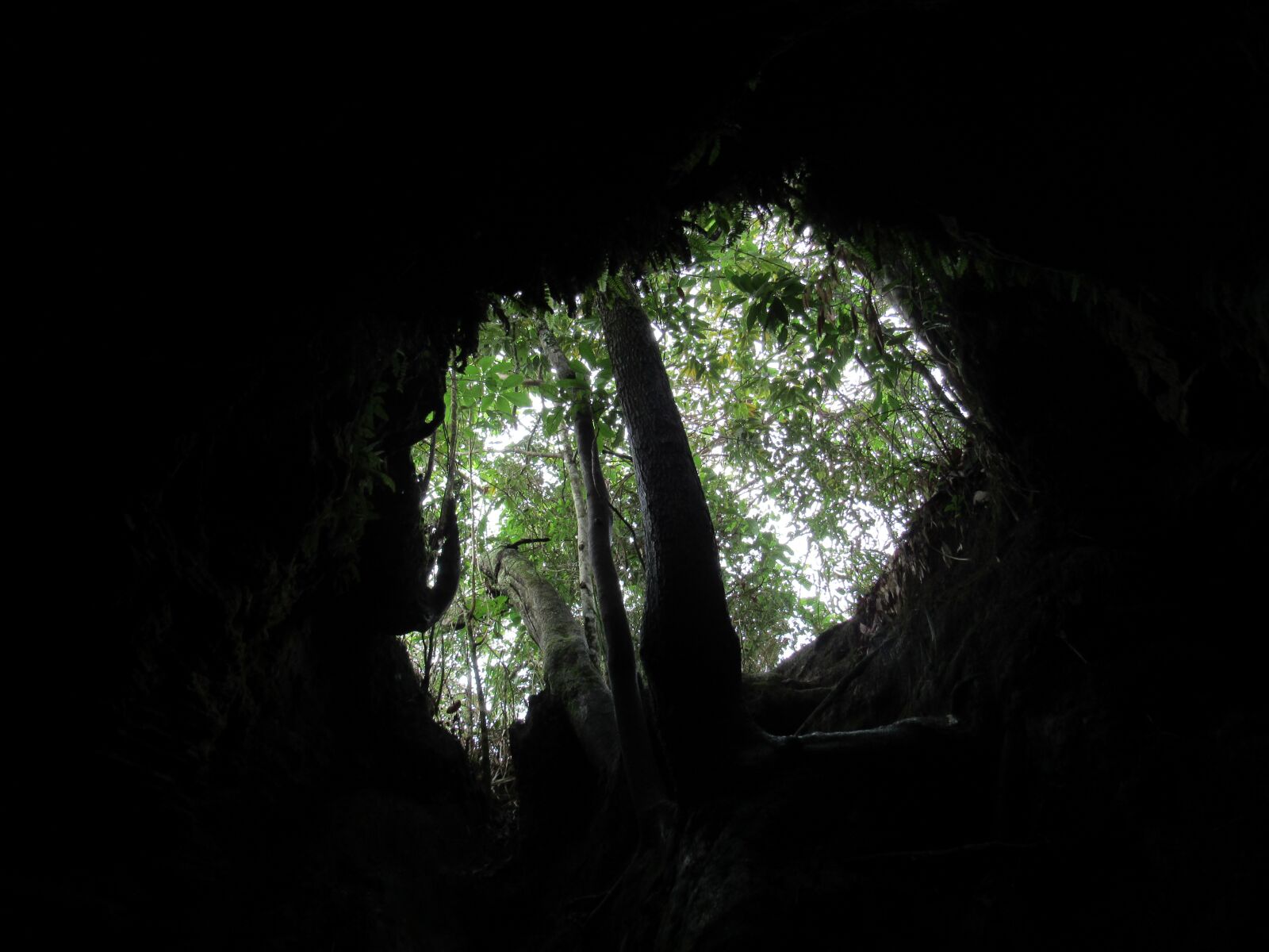 Canon PowerShot SX530 HS sample photo. Tree, nature, forest photography
