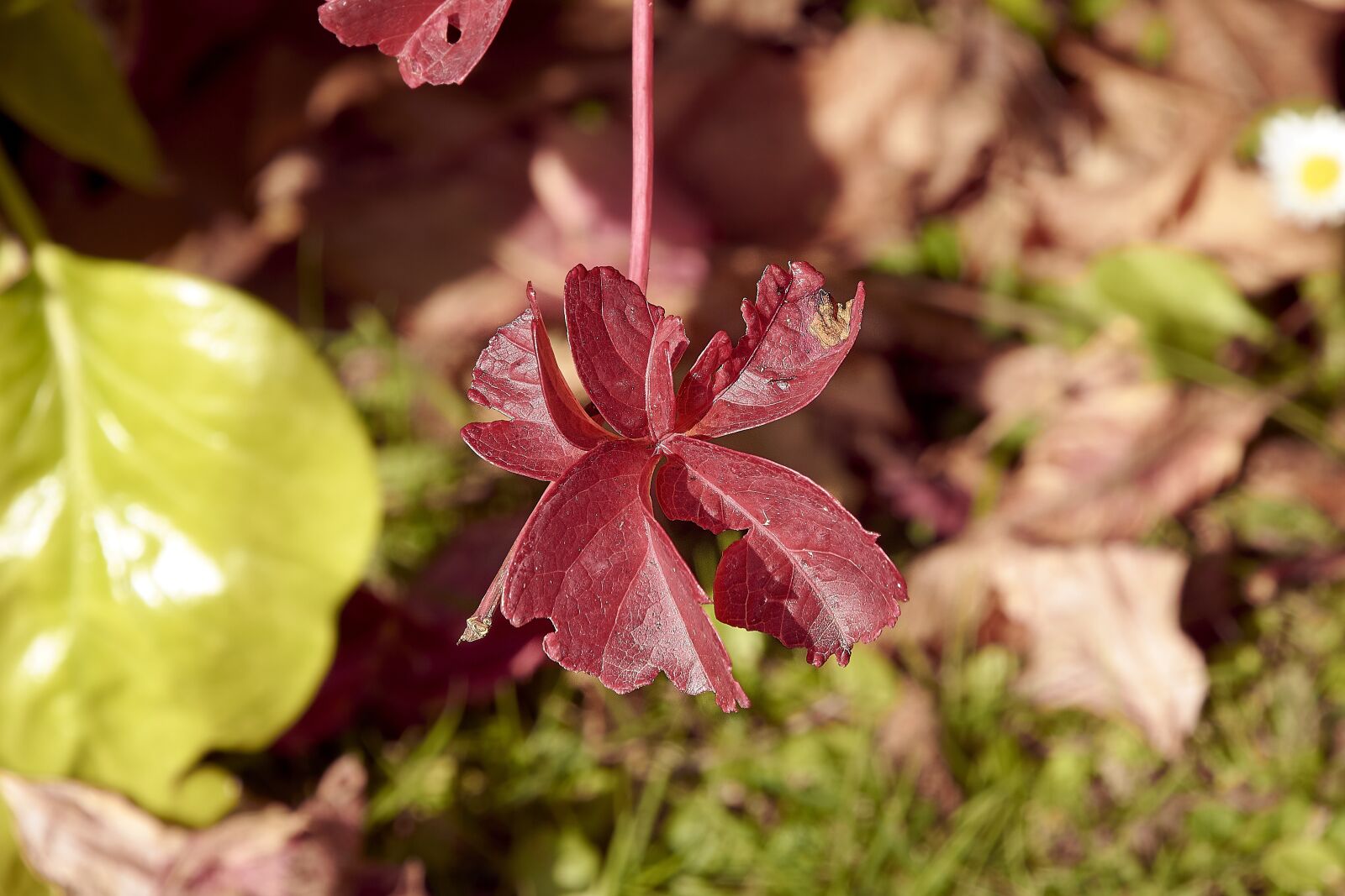 Nikon D7200 sample photo. Leaves, autumn, colorful photography