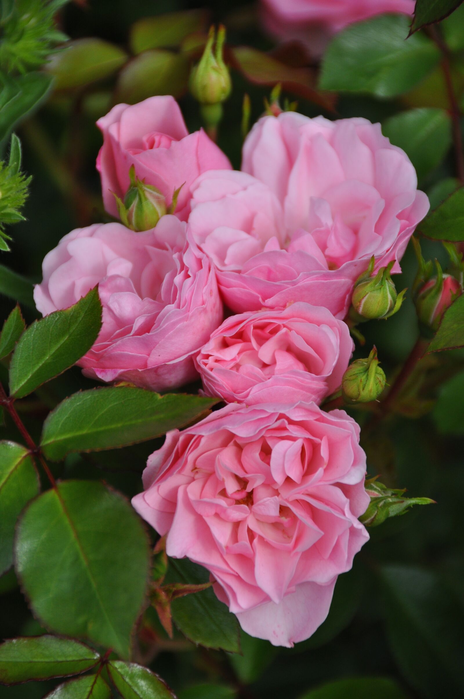 Nikon D5000 sample photo. Flower, rose, pink photography