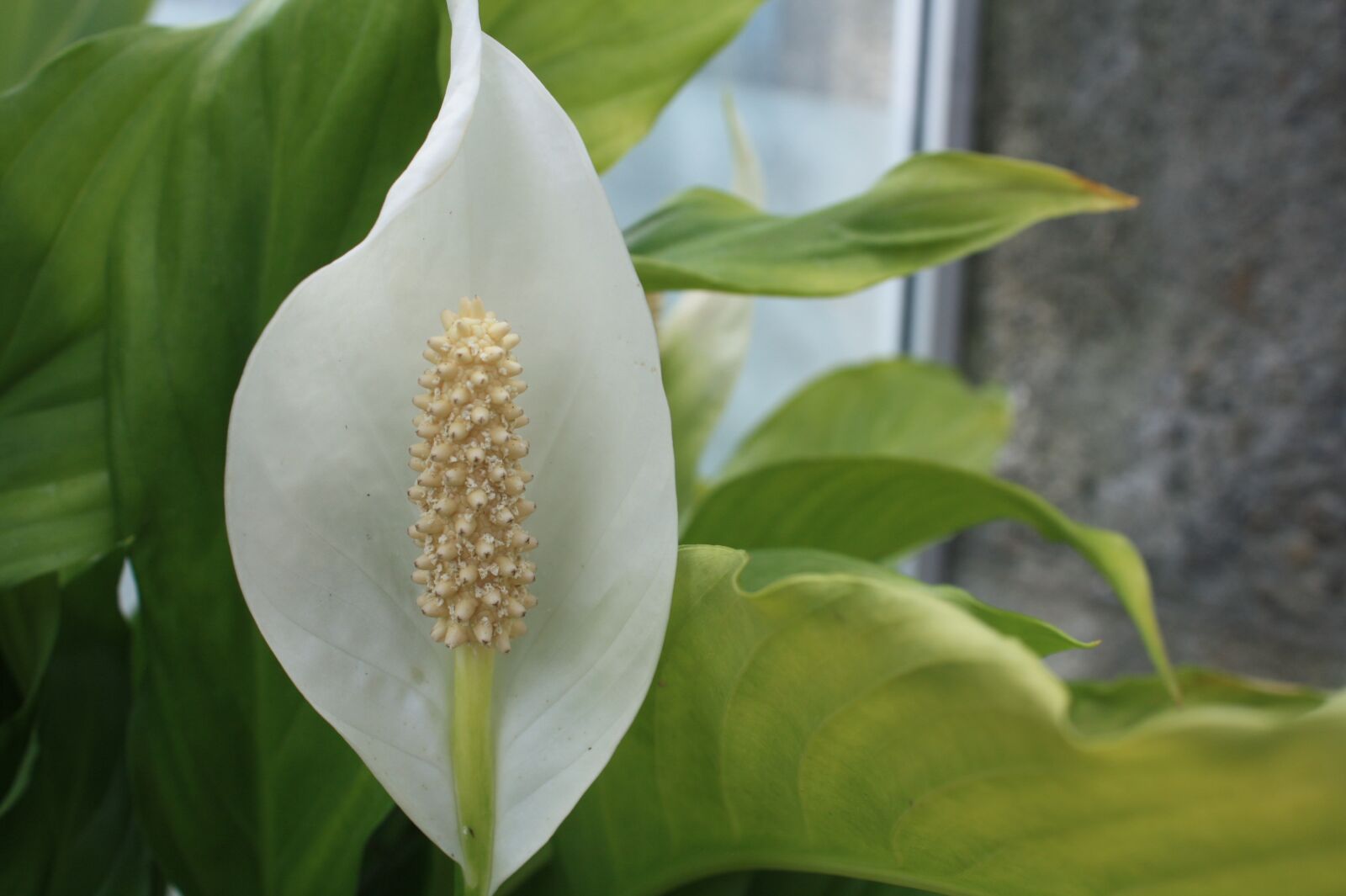 Canon EOS 450D (EOS Rebel XSi / EOS Kiss X2) sample photo. Peace lily, white, bloom photography