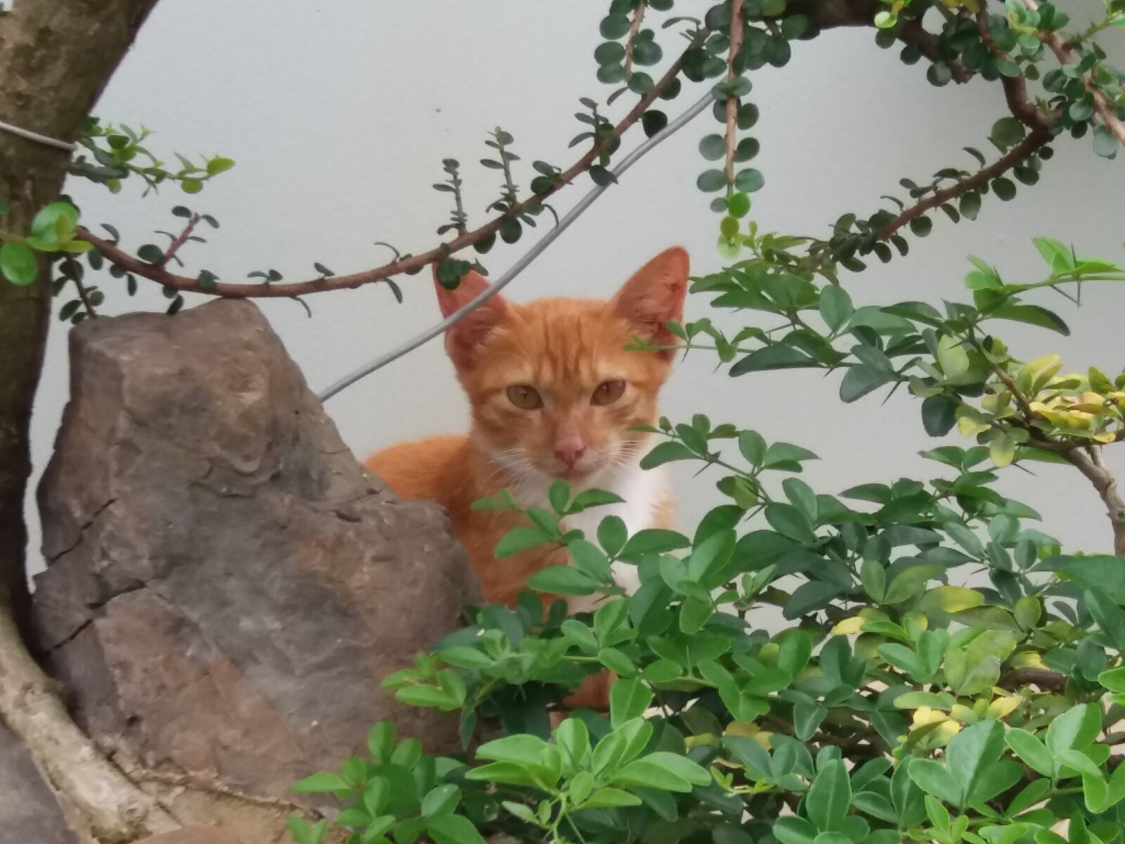 Samsung Galaxy J5 sample photo. Cat photography