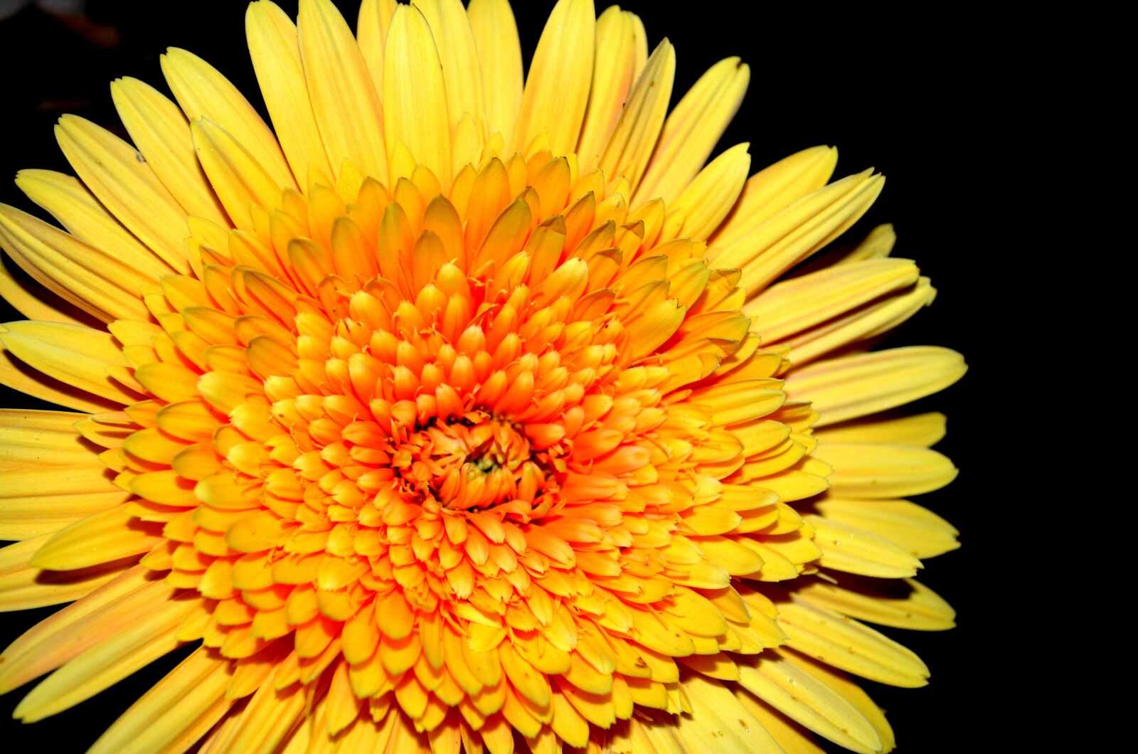 Nikon D5100 sample photo. Gerbera, flower, summer photography