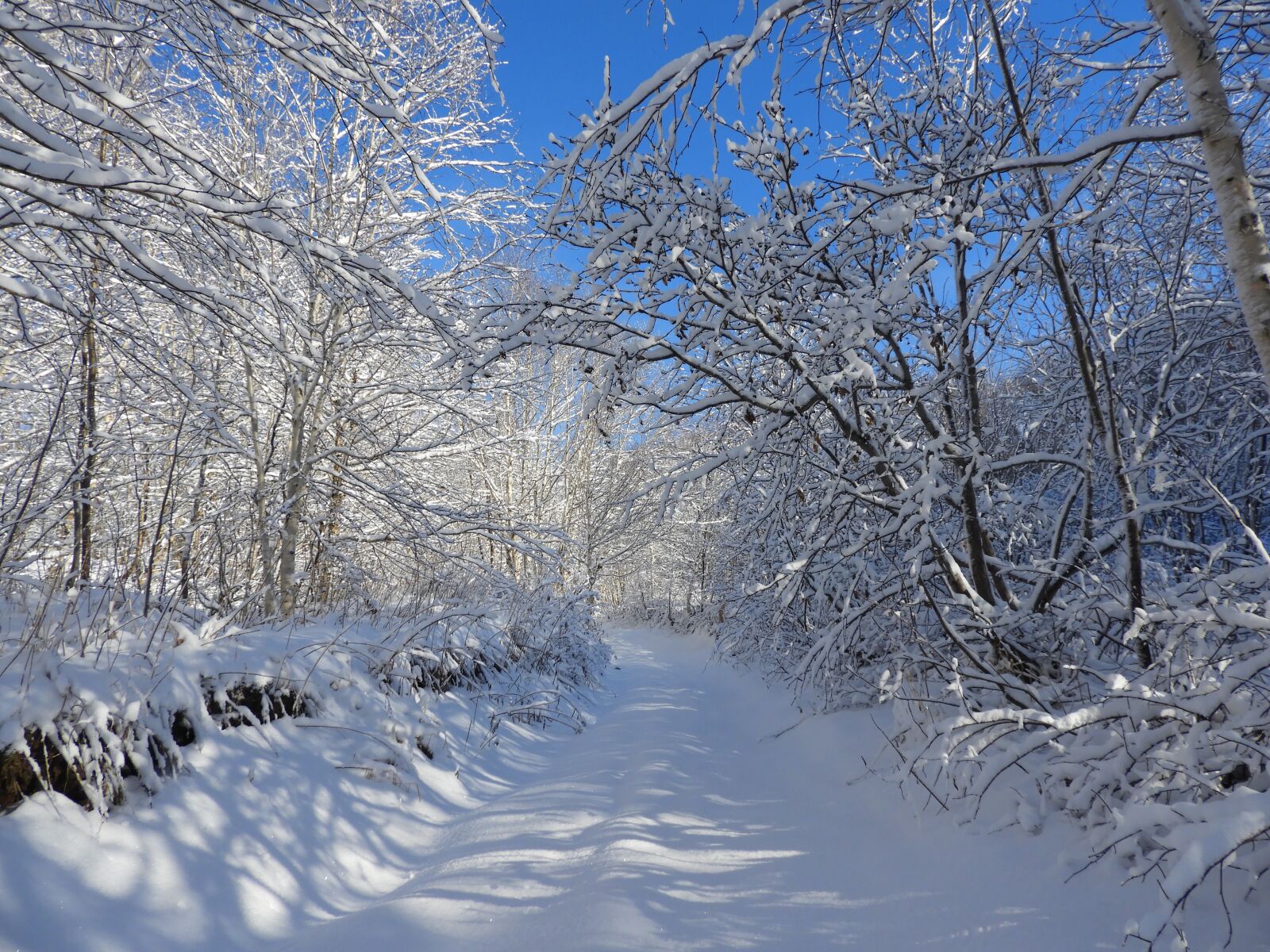 Nikon Coolpix B700 sample photo. Winter, snow, forest photography