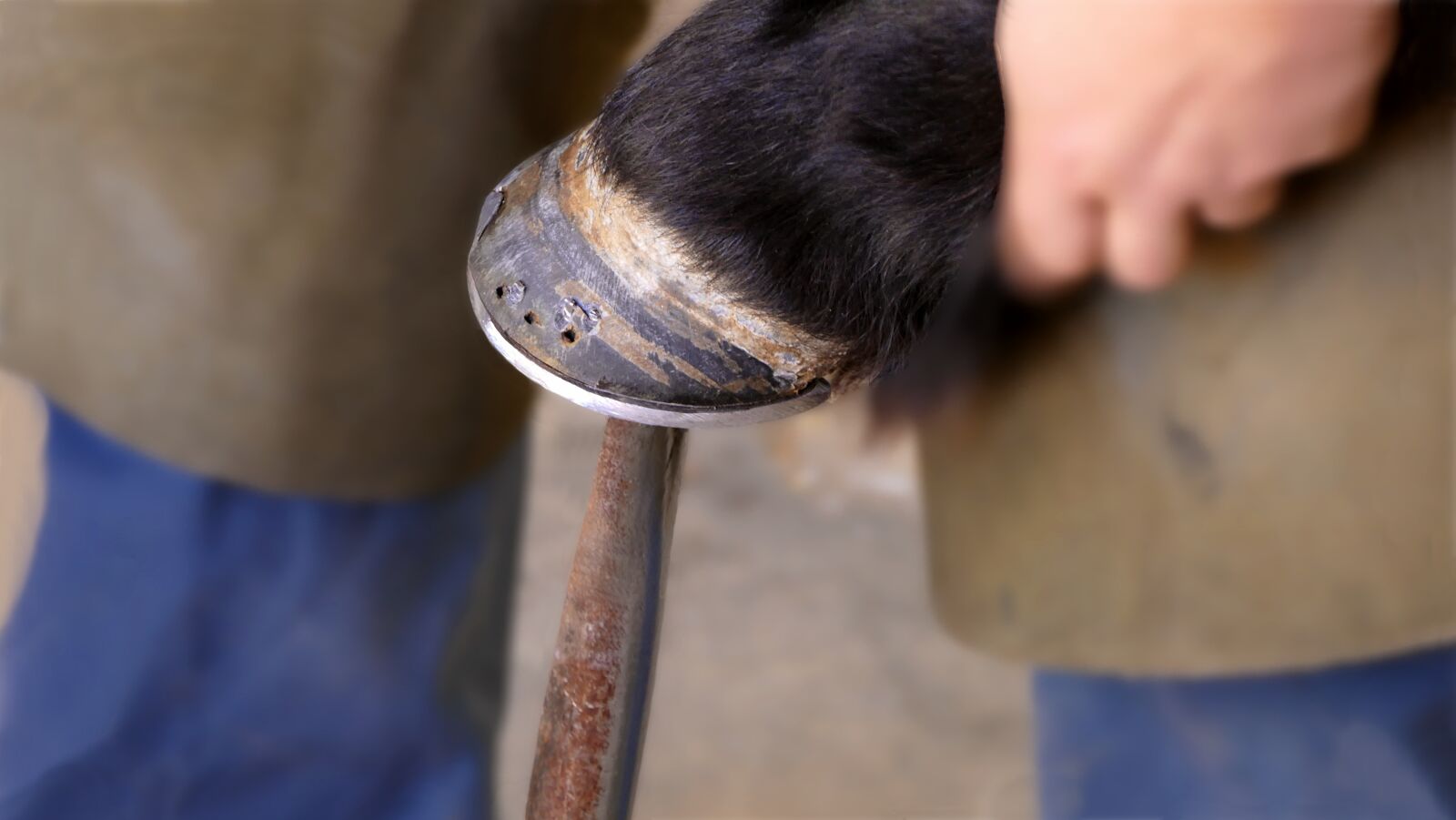 Panasonic Lumix DMC-FZ2500 (Lumix DMC-FZ2000) sample photo. Farrier, shoeing, horseshoe photography
