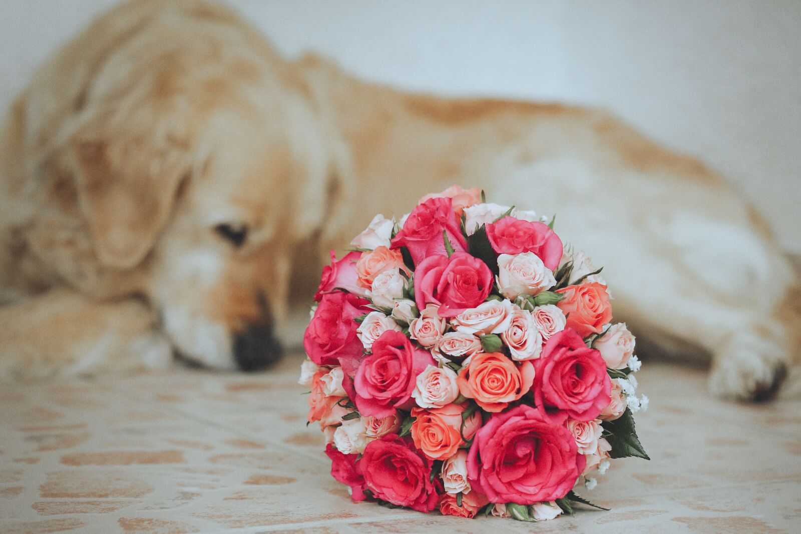 Canon EF 100mm F2.8 Macro USM sample photo. Animal, bouquet, dog, romantic photography