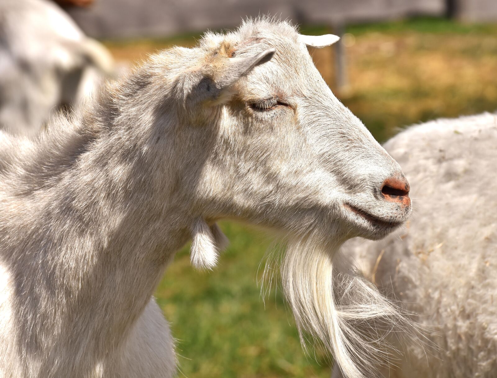 Nikon D7200 sample photo. Goat, white, animal photography